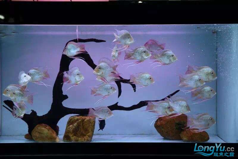 讓我再次介紹最美配魚元寶鳳凰 讓我再次介紹最美配魚元寶鳳凰 元寶鳳凰魚百科 第7張
