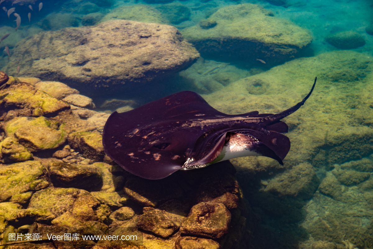 魟魚怎么呼吸：魟魚主要通過鰓部進行呼吸，魟魚呼吸方式詳細解釋