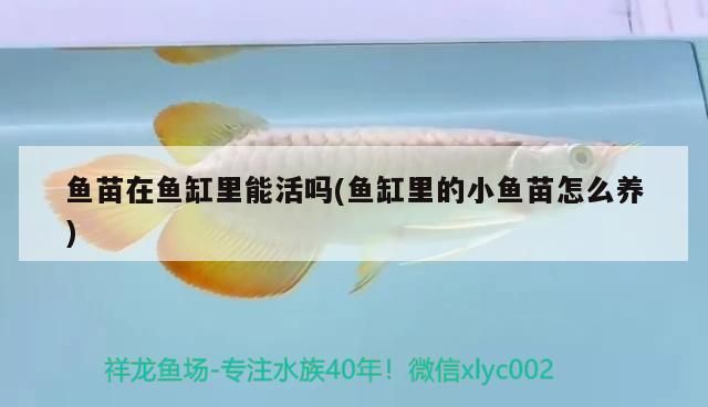 魚苗在魚缸里能活嗎(魚缸里的小魚苗怎么養) 魚苗在魚缸里能活嗎(魚缸里的小魚苗怎么養) 元寶鳳凰魚百科