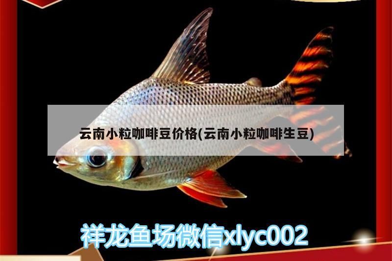 云南小粒咖啡豆價格(云南小粒咖啡生豆) 云南小?？Х榷箖r格(云南小?？Х壬? 馬來西亞咖啡
