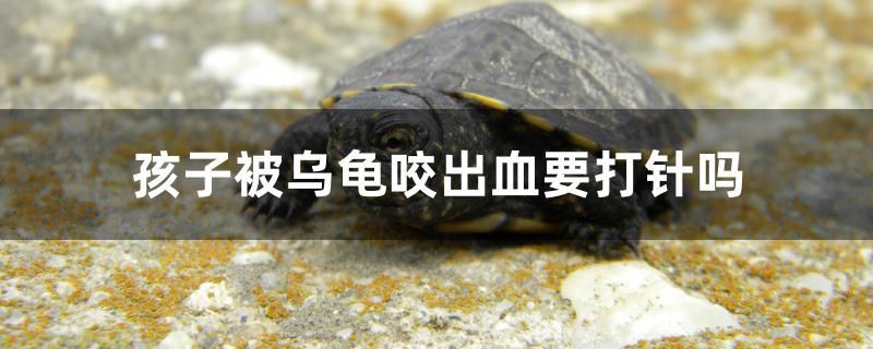 天空藍魔蝦多大魚缸(天空藍魔蝦水深多少) 天空藍魔蝦多大魚缸(天空藍魔蝦水深多少) 觀賞魚百科 第1張