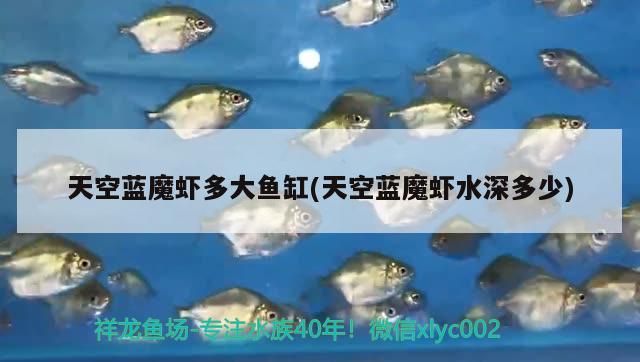 天空藍魔蝦多大魚缸(天空藍魔蝦水深多少) 天空藍魔蝦多大魚缸(天空藍魔蝦水深多少) 觀賞魚百科 第2張