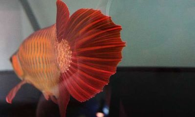 紅龍魚不吃東西怎么辦：紅龍魚不吃東西可能由多種原因引起的原因及處理方法