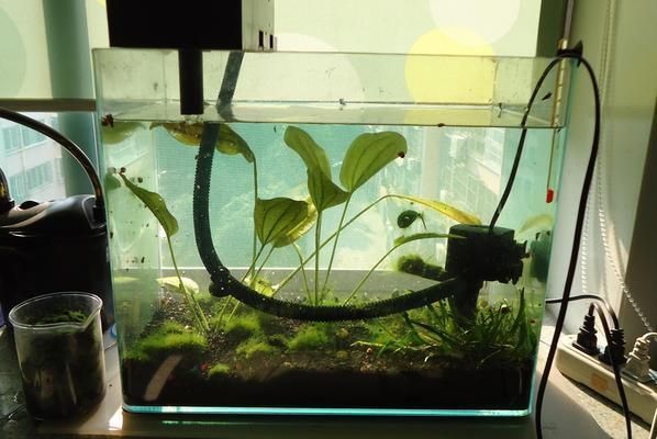 2.5米魚缸用多大水泵：如何選擇適合2.5米長魚缸的水泵