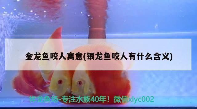 被龍魚咬了有什么預兆？vs祥龍魚場：龍魚咬人后的處理方法 被龍魚咬了有什么預兆？vs祥龍魚場：龍魚咬人后的處理方法 vs祥龍魚場 第4張
