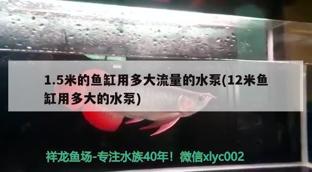 被龍魚咬了有什么預兆？vs祥龍魚場：龍魚咬人后的處理方法 被龍魚咬了有什么預兆？vs祥龍魚場：龍魚咬人后的處理方法 vs祥龍魚場 第5張