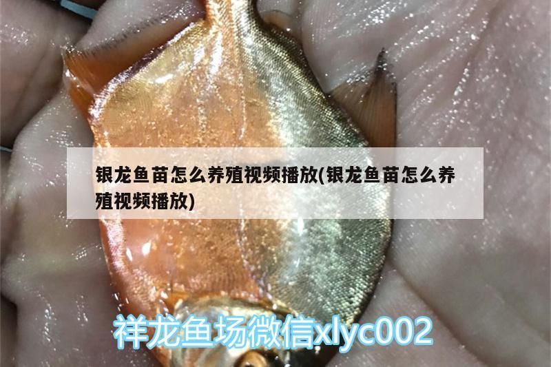 銀龍魚苗怎么養殖視頻播放(銀龍魚苗怎么養殖視頻播放)