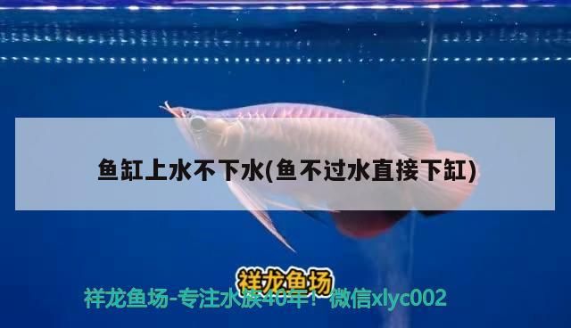 魚缸上水不下水(魚不過水直接下缸)