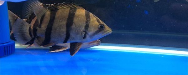 五公分虎魚好不好養活：五公分的虎魚好不好養活