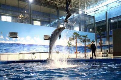 水族館推薦地方(上海海洋水族館特色活動,coex水族館特色活動) 水族館百科(水族館加盟) 第5張 水族館推薦地方(上海海洋水族館特色活動,coex水族館特色活動) 水族館推薦地方(上海海洋水族館特色活動,coex水族館特色活動) 水族館百科(水族館加盟) 第5張
