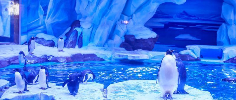 水族館推薦地方(上海海洋水族館特色活動,coex水族館特色活動) 水族館百科(水族館加盟) 第4張 水族館推薦地方(上海海洋水族館特色活動,coex水族館特色活動) 水族館推薦地方(上海海洋水族館特色活動,coex水族館特色活動) 水族館百科(水族館加盟) 第4張