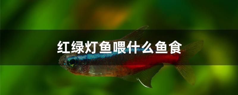 龍魚吃什么？vs祥龍魚場：關于龍魚飲食和祥龍魚場的基本概述