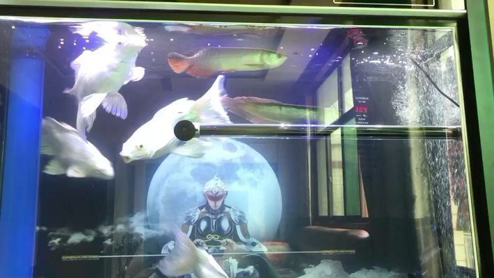 龍魚吃什么？vs祥龍魚場：關于龍魚飲食和祥龍魚場的基本概述