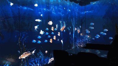 水族館動(dòng)態(tài)桌面：水族館動(dòng)態(tài)桌面是一種基于現(xiàn)實(shí)技術(shù)的交互式桌面應(yīng)用程序