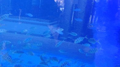 水族館動(dòng)態(tài)桌面：水族館動(dòng)態(tài)桌面是一種基于現(xiàn)實(shí)技術(shù)的交互式桌面應(yīng)用程序