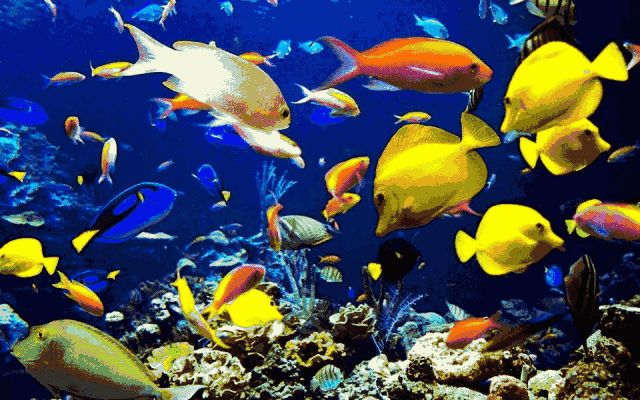 水族館動(dòng)態(tài)桌面：水族館動(dòng)態(tài)桌面是一種基于現(xiàn)實(shí)技術(shù)的交互式桌面應(yīng)用程序