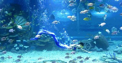 水族館動(dòng)態(tài)桌面：水族館動(dòng)態(tài)桌面是一種基于現(xiàn)實(shí)技術(shù)的交互式桌面應(yīng)用程序
