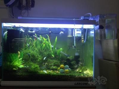 三花五羅十八子，七十二雜魚，東北淡水魚的舌尖傳奇，三花五羅十八子，揭秘東北淡水魚的舌尖傳奇