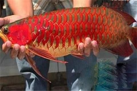 紅龍魚繁殖頻率提升技巧：如何提高紅龍魚的繁殖頻率