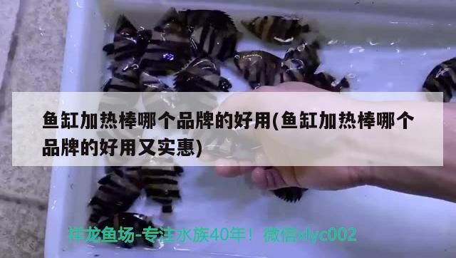 魚缸加熱棒哪個品牌的好用(魚缸加熱棒哪個品牌的好用又實惠)
