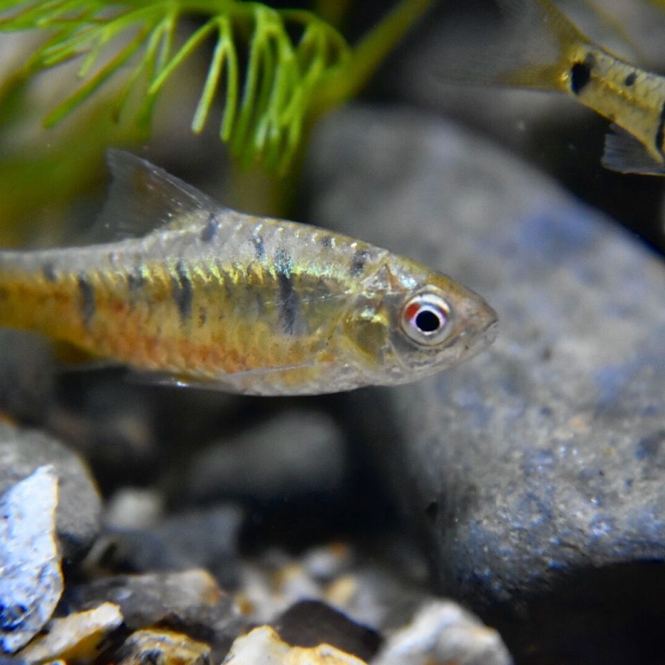 星點(diǎn)金龍魚最佳飼養(yǎng)密度是多少：星點(diǎn)金龍魚最佳飼養(yǎng)密度 星點(diǎn)金龍魚最佳飼養(yǎng)密度是多少：星點(diǎn)金龍魚最佳飼養(yǎng)密度 金龍魚百科 第5張