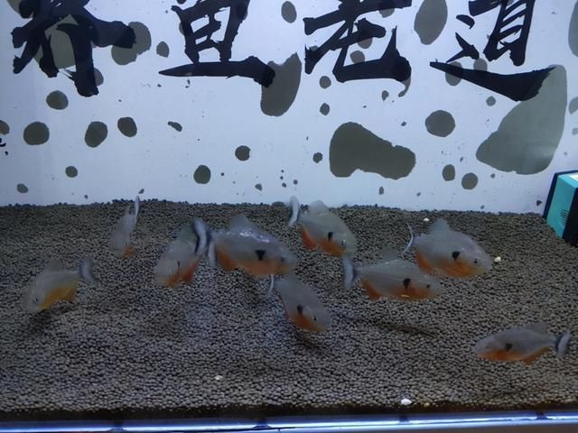 虎魚不長個：為什么虎魚不長個？