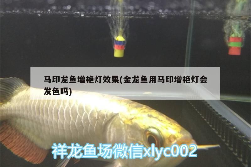 馬印龍魚增艷燈效果(金龍魚用馬印增艷燈會發色嗎)