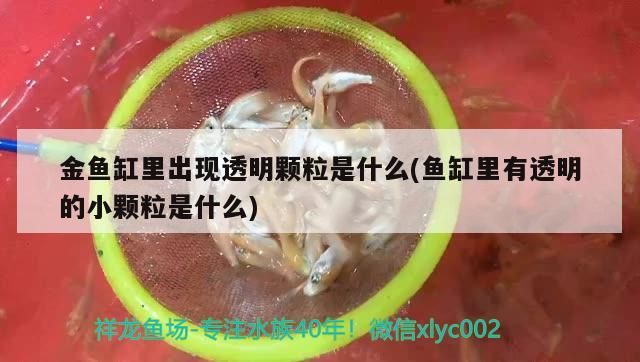 金魚缸里出現透明顆粒是什么(魚缸里有透明的小顆粒是什么)