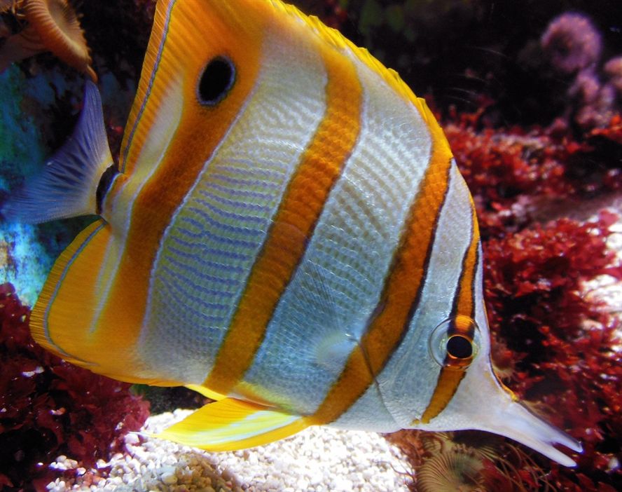 平頂山市衛東區海闊水族店