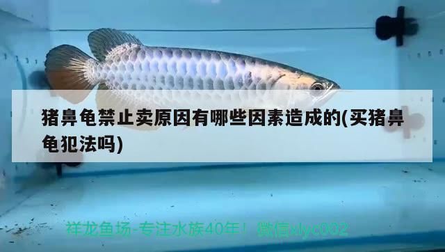 豬鼻龜禁止賣原因有哪些因素造成的(買豬鼻龜犯法嗎)