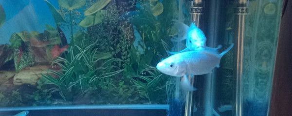 50的魚缸能養幾條蝴蝶鯉：1.2米以上的魚缸可以養5-8條蝴蝶鯉嗎