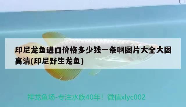 西安龍魚(yú)批發(fā)市場(chǎng)在哪個(gè)位置(西安龍魚(yú)價(jià)格) 可麗愛(ài)魚(yú)缸 第1張 西安龍魚(yú)批發(fā)市場(chǎng)在哪個(gè)位置(西安龍魚(yú)價(jià)格) 西安龍魚(yú)批發(fā)市場(chǎng)在哪個(gè)位置(西安龍魚(yú)價(jià)格) 可麗愛(ài)魚(yú)缸 第1張