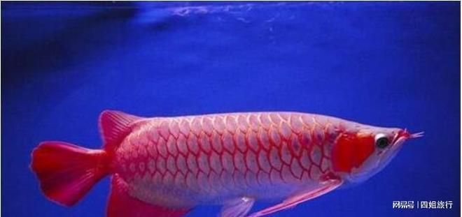 最貴的血紅龍魚是什么魚：世界上最貴的血紅龍魚——血紅龍魚