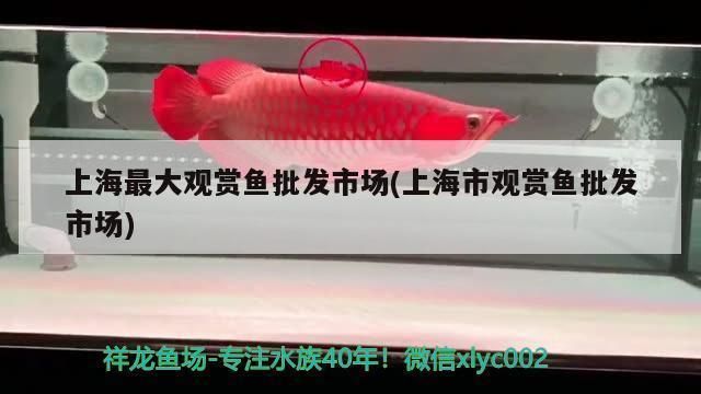 上海紅龍魚專賣店地址 上海紅龍魚專賣店地址 紅龍魚百科 第1張