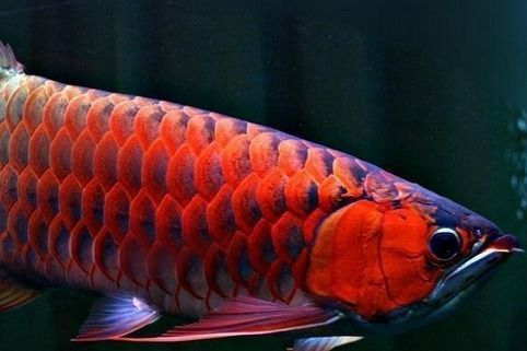 上海紅龍魚專賣店地址 上海紅龍魚專賣店地址 紅龍魚百科 第4張