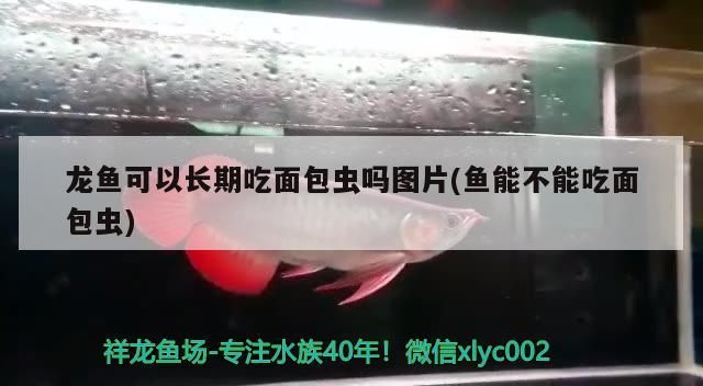 龍魚可以長期吃面包蟲嗎圖片(魚能不能吃面包蟲)