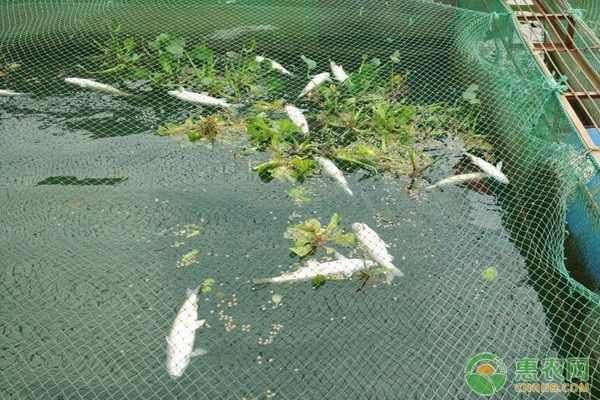 金龍魚常見疾病的預防方法：金龍魚養殖過程中可能會遭遇各種疾病