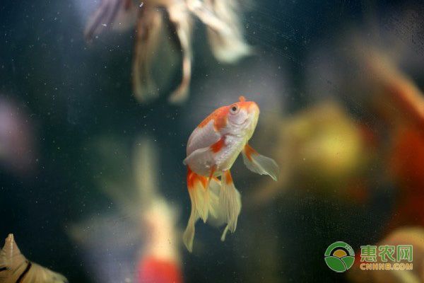 金龍魚常見疾病的預防方法：金龍魚養殖過程中可能會遭遇各種疾病