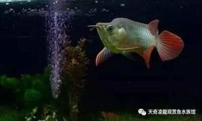 紅龍魚開燈趴缸關燈上游：紅龍魚在開燈和關燈時的行為變化