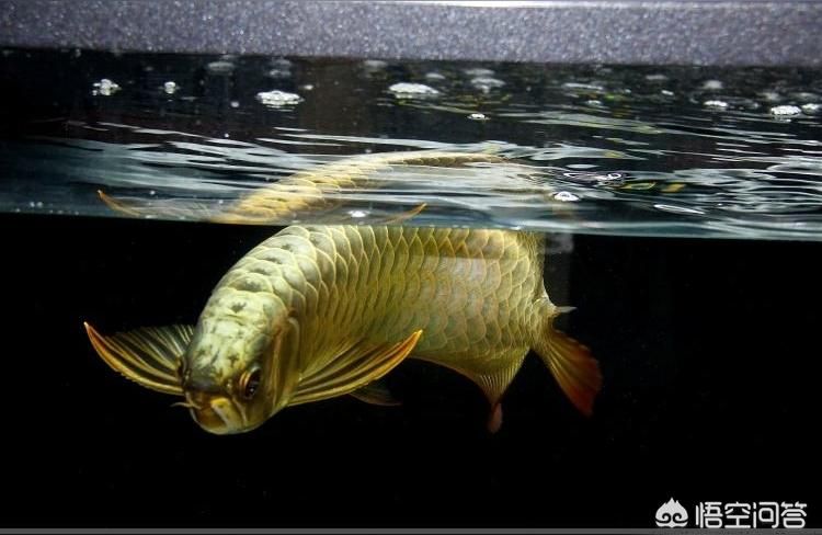 金龍魚(yú) 馬印超白龍魚(yú)缸專業(yè)龍魚(yú)缸1.2米1.5米1.8米2米大中小型龍魚(yú)缸 馬印水族 馬印超白龍魚(yú)缸專業(yè)龍魚(yú)缸1.2米1.5米1.8米2米大中小型龍魚(yú)缸 馬印超白龍魚(yú)缸專業(yè)龍魚(yú)缸1.2米1.5米1.8米2米大中小型龍魚(yú)缸 馬印水族