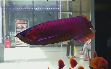 紅龍魚的挑選方法：如何挑選紅龍魚