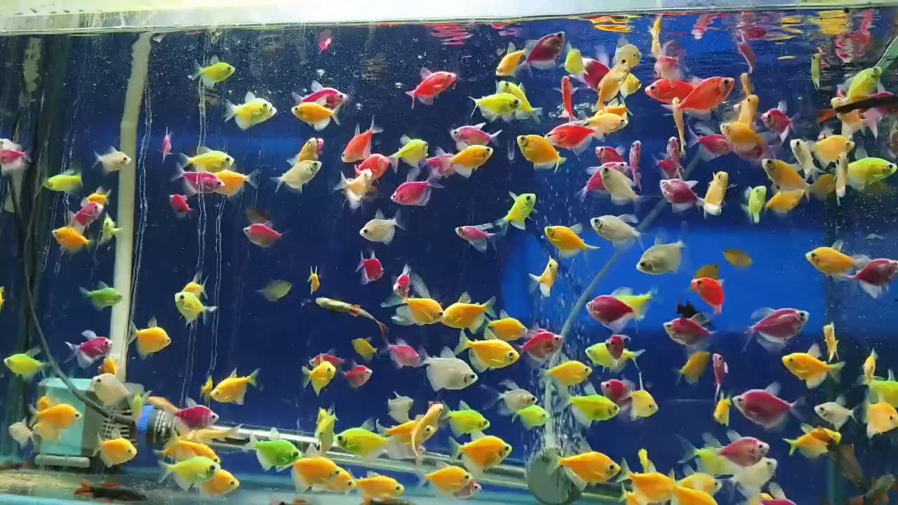 養(yǎng)魚人