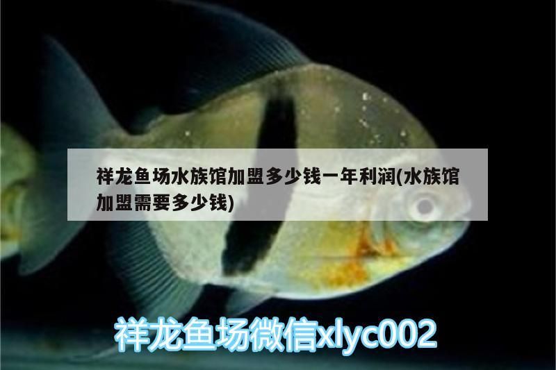 祥龍魚場水族館加盟多少錢一年利潤(水族館加盟需要多少錢)
