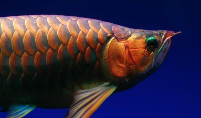 高背金龍魚和過背金龍魚的區別圖片：高背金龍魚和過背金龍魚的區別