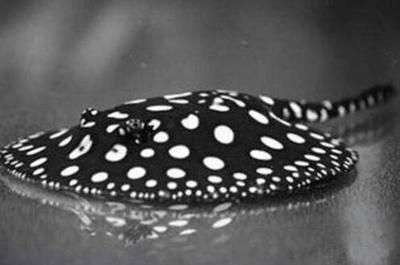 魟魚背上有黑點：\"魟魚背上有黑點\"是正常的