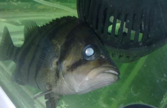 虎魚一個(gè)眼睛腫大：虎魚眼睛腫大怎么辦