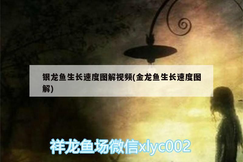 銀龍魚生長速度圖解視頻(金龍魚生長速度圖解)