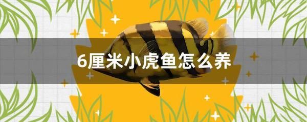小虎魚(yú)能長(zhǎng)多大：小虎魚(yú)的生長(zhǎng)潛力