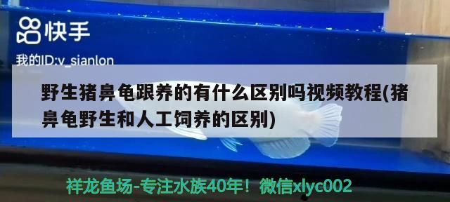 野生豬鼻龜跟養的有什么區別嗎視頻教程(豬鼻龜野生和人工飼養的區別) 野生豬鼻龜跟養的有什么區別嗎視頻教程(豬鼻龜野生和人工飼養的區別) 豬鼻龜百科