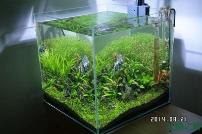 40魚缸造景圖：40cm魚缸造景圖示